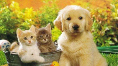 Evlerde bakılan kedi-köpek sayısına sınırlama getiriliyor