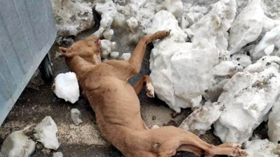 Hava şartları iki köpeğin canına mal oldu. Kahramanmaraş'ta biri Pitbull, 2 köpek daha donarak öldü