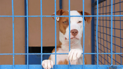 Veteriner Hekimler Odası Başkanı: Yasaklı ırklarda yavru ve hasta köpekler için düzenleme yok