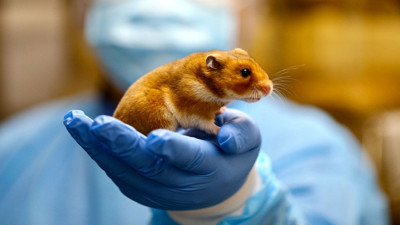 Binlerce hamster itlaf edilecek! Nedeni; koronavirüs salgını. Hamsterlar koronavirüsün Delta mutasyonuna yakalandı
