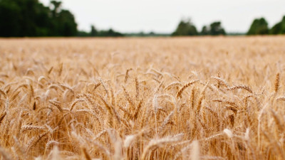 FLAŞ! Buğday taban fiyatını açıkladı: 8,5 TL. Çiftçiler merakla Toprak Mahsulleri Ofisi'nin (TMO) buğday taban fiyat açıklamasını bekliyor. Türkiye Ziraat Odaları Birliği Yönetim Kurulu Üyesi Hüseyin Dağcan'dan güncel buğday fiyatlar açıklaması