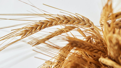 Açlık kriziyle karşı karşıyayız uyarısı. Buğday, gıda fiyatları yükselirken uyarı üstüne uyarı geldi.  AOM Avrasya Başkanı Dr. Eren Günhan Ulusoy'dan dikkat çekici açıklama