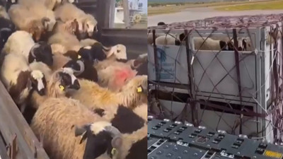 Türkiye'den, Katar'a 2.5 milyon küçükbaş hayvan satıldı iddiası... Twitter hesabından görüntüleri yayınladı