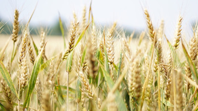 Buğday ve tahıl fiyatıyla ilgili bakanlıktan açıklama. Buğday ve arpa fiyatı açıklandı, Hazine ve Maliye Bakan Yardımcısı Mahmut Gürcan'dan açıklama geldi