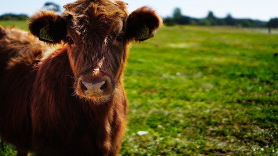 2022 kurbanlık fiyatları: Bu yıl kurbanlıklar ne kadar? İşte küçükbaş ve büyükbaş kurbanlık fiyatları