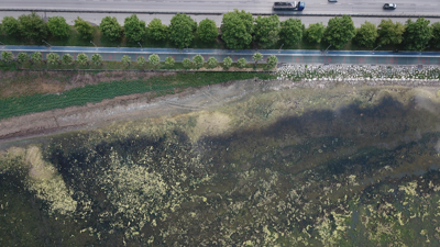 İzmir deniz marulu nedeniyle yeşile bürünmüştü! Bu kez İzmit Körfezi çoğalan yosunlar nedeniyle bu hale geldi
