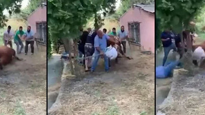 Boğayı 7 kişi zapt edemedi: Bir kişi aldığı darbe ile yere savruldu! İşte o anlar...