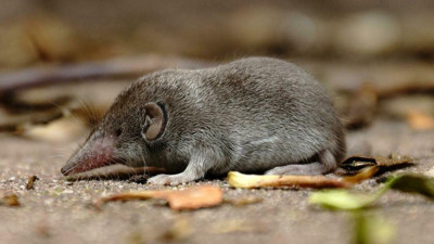 Çin'de kirpi ve fareden geçen yeni kabus: Langya Virüsü İki eyalette görüldü, dünya panikte: Öldürücülüğü yüzde 75 olarak açıklandı