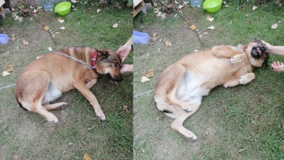 İzmit'te vahşet! Topallayan köpeğin bacağından çıkanlar yürekleri sızlattı