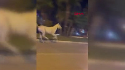 Adana'da ilginç anlar: Başıboş at, bulvarda otomobile çarptı, kalktı, kaçtı