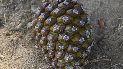 Ağaçtan topluyorlar, kilosu gram altınla yarışıyor. Çam fıstığı hasadı başladı, kilosu altın fiyatlarına yetişti