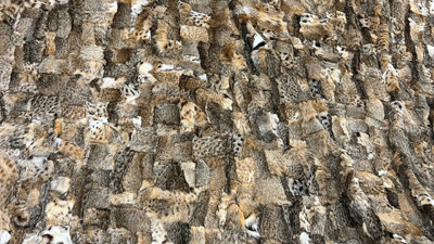 Kapitalist sistemin korkunç oyunu! Hayvanların canına kıyıp süsü eşyası yaptılar