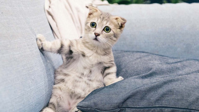 Sosyal medyada paylaşılan, kedinin çatıdan atıldığı videoyu paylaşan Haluk Levent saldırganın bulunması için harekete geçti. Levent, videodaki kişiyi bilen ve karakola şikayette bulunan kişiye 25 bin lira ödül verileceğini açıkladı