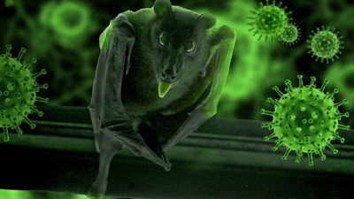 Yeni salgın tehlikesi. Her 3 kişiden biri ölüyor. Yarasalarda yeni virüs ortaya çıktı. Yeni virüse karşı flaş uyarı. Hantavirüsün benzer bir türü...