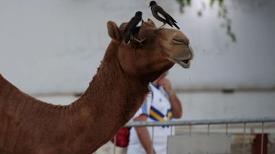 Koronavirüs sonrası "Deve gribi" alarmı! Dünya kupasından yayılabilir. Koronavirüsten daha ölümcül