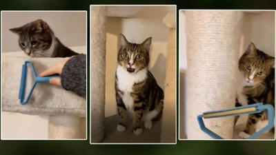 Kedi, sahibinin elindeki aleti görünce şok geçirdi! Surat ifadesi olay oldu