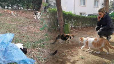 Bu yapılan insanlığa sığmaz! Beslemek için aradığı kedisini karnı parçalanmış patileri kesilmiş halde buldu. Kediyi katleden caniler daha önce de başka kediyi yakmış