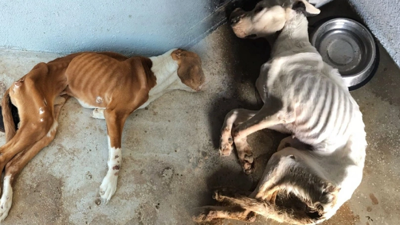 Konya'daki barınaktan sonra Eskişehir'de de skandal görüntüler. Köpeklerin bir deri bir kemik halleri yürek sızlattı