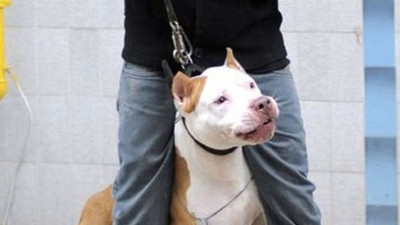 Yargıtay'dan bir garip karar: Üyeler birbirine itiraz etti.  Yargıtay "sizi köpeğime ısırtırım" sözünü silahla tehdit suçundan saydı. Üyeler "köpek silah değildir" dedi