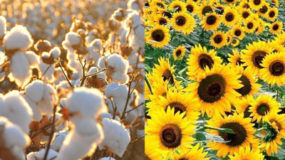 Ayçiçek yağı ve pamuk için kötü haberi verdi. 2023'te kıtlık mı yaşanacak? Tarımda yeni dönem. Çiftçiler arpa ve buğdaya yöneldi, pamuk ve ayçiçeği ekimi azaldı