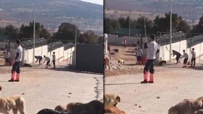 Köpeği kürekle öldürmüşlerdi. Konya'daki vahşetin failleri tahliye edildi! Dava ertelendi