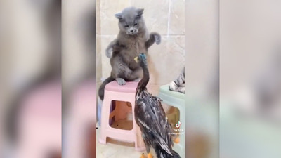 Ördeğin kedilere karşı mücadelesi sosyal medyada gündem oldu. O anlar kameraya böyle yansıdı