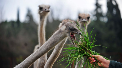 Sıcak hava onların da biyolojilerini bozdu: Deve kuşları herkesi şaşırttı