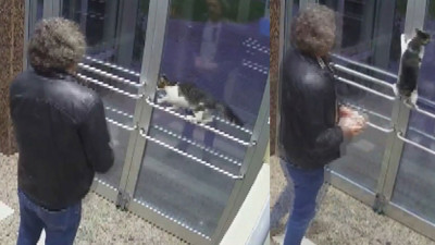 Kediye dakikalarca işkence eden cani komşunun savunması şok etti: Benim köpeğim var kedi sevmiyorum! Daha öncesinde de kedileri zehirlemekten gözaltına alınmış