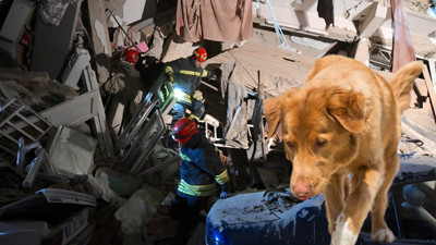 Kahramanmaraş'taki iki büyük deprem 10 kentte yıkıma neden oldu. Arama kurtarma çalışmalarında dikkat çeken 'köpek' detayı. Deprem bölgesinde kurtarma köpekleri eksik mi?