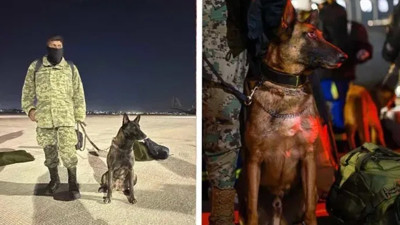 Arama köpeği Proteo hayatını kaybetti. Proteo, Meksika'dan Türkiye'ye yardıma gelmişti. Arama kurtarma çalışması sırasında göçük altında kalarak can verdi
