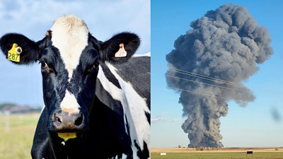 Çiftçiler şokta. Mandırada patlama: 18 bin inek hayatını kaybetti