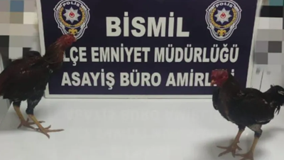 Horoz koruma derneğine horoz dövüşü baskını! 117 bin 595 TL ceza kesildi