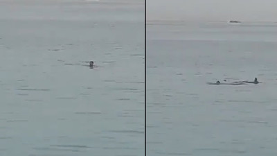 Yüzen Rus turiste köpek balığı saldırdı! Korku dolu anlar anbean kaydedildi. Rust turist öldü