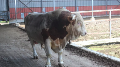 Kurbanlık hayvan almak isteyenler: Bir araba parasını gözden çıkarmanız gerekecek! Bu kurbanlık boğanın fiyatı ikinci el arabayla yarışıyor! Boğa 'Kral' araba fiyatına satılıyor. Kesmek isteyen bir araba parasını gözden çıkarmak zorunda