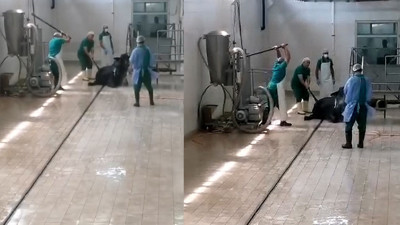 Adana'da kan donduran görüntüler. Kesime götürdükleri hayvana yapmadıklarını bırakmadılar. Et ve Süt Kurumu'ndan açıklama. Tepkiler çığ gibi...