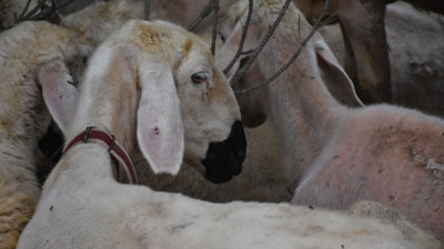 Kurbanlıklar için flaş uyarı geldi! Eğer yeni antibiyotik verilmiş kurbanlık aldıysanız hemen değiştirin. İnsanlar için antibiyotikli kurbanlıkların zararı var