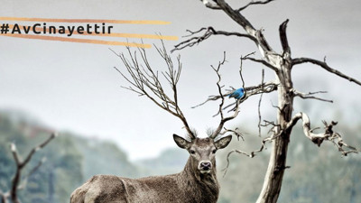 Türü tehlikedeki hayvanlara av izni çıktı. Merkez Av Komisyonu haftanın 3 günü avcılık yapılmasına izin verdi, Doğa Derneği isyan etti: Avcılık yasaklansın, #AvCinayettir