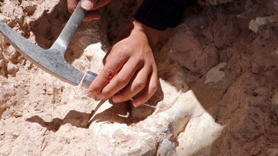 Kayseri'deki kazılarda zürafa kemikleri bulundu: 7.5 milyon yıllık kemik bulundu, kırılmadan günümüze kadar sapasağlam ulaşmış