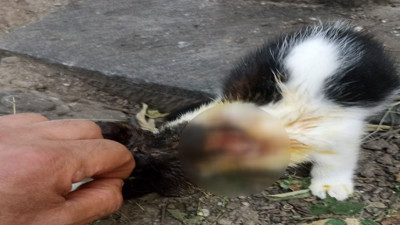 1 ayda 9 kedi asitle yakıldı. Feryatları yürekleri burktu