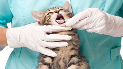 Ölümcül kedi virüsü ortaya çıktı. Kritik uyarı geldi