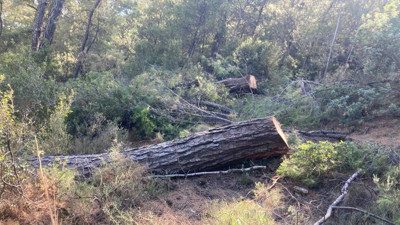 Akbelen'de ne kadar ağaç kesildiği belli oldu. Türkiye Ormancılar Derneği, Valiliğin açıklamasını kaynak gösterdi