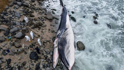 Ölü Balina kıyıya vurdu. Kötü kokuya rağmen fotoğraf için plaja akın ettiler