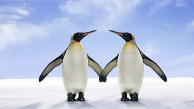 Küresel ısınma en çok onları vurdu! Penguenler artık üreyemiyor