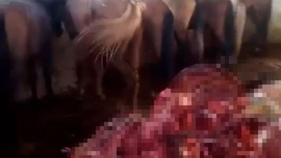 Adana'da eşek ve at eti skandalı. 'Bunları yedireceklerdi bize' Kemiklerini etrafa saçtılar