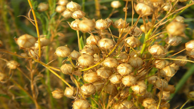 1 kaşık tüketen mum gibi eriyor. Saatlerce tok tutuyor metabolizmayı canavar gibi çalıştırıyor. Zayıflamanın en pratik yolu bulundu