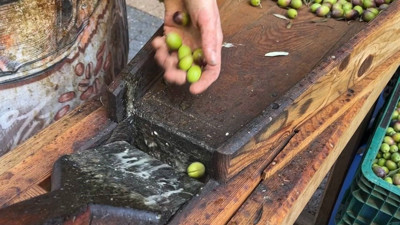 İklim krizi zeytini vurdu! Bu sene neredeyse hiç yok