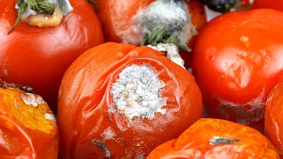 Çürümüş ve küflenmiş domatesleri çöpe atan bin pişman olacak