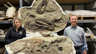 Dinozor içinde dinozor. 75 milyon yıllık T-Rex’in midesinde iki yavru dinozor fosili bulundu