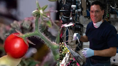 Uzayda minik bir domates bulundu. Bakın domatesin sahibi kim çıktı?