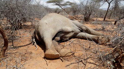 Zimbabve'de yaşanan kuraklık hayvanları da vurdu. En az 100 fil susuzluktan öldü